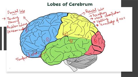 Human Brain Parts And Functions Class10 Biology Youtube