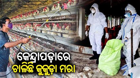 Culling Of Chicken Begins In Odishas Kendrapara After Massive Bird Flu