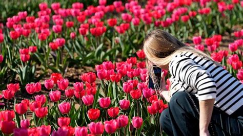 Fra Le Distese Di Tulipani Nel Campo U Pick Di Arese Che Sembra