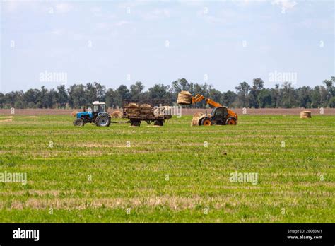 An Agricultural Tractor Loader Loads Bales Of Hay Into A Tractor