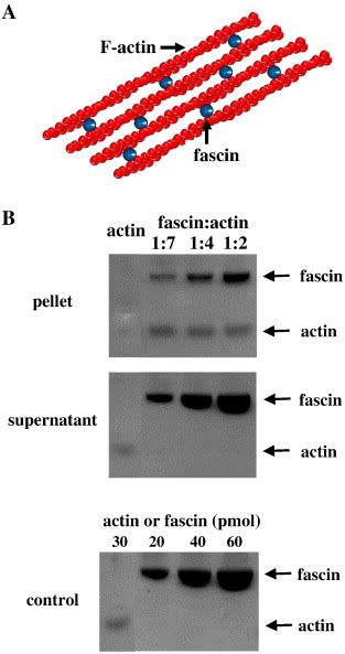 Structural Characteristics Of Fascin Mediated Actin Bundle A