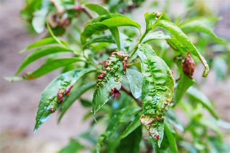 How To Stop Leaf Curl In Peaches And Nectarines African Pegmatite