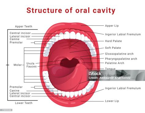 Infografik Zur Struktur Der Mundhöhle Medizinisches Schema Mit