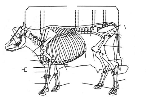 AGS 301 Cow Bone Diagram Diagram | Quizlet