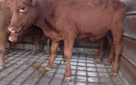 Israel Exclusive Red Heifers Arrive In Israel Watch Hayden