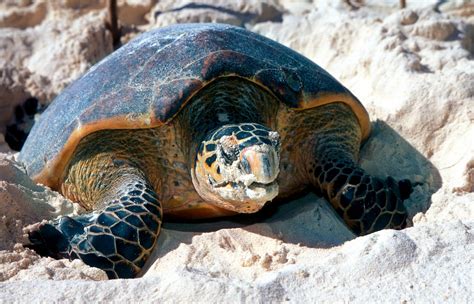 Critically endangered Hawksbill turtle makes way to Jebel Ali Wetland ...