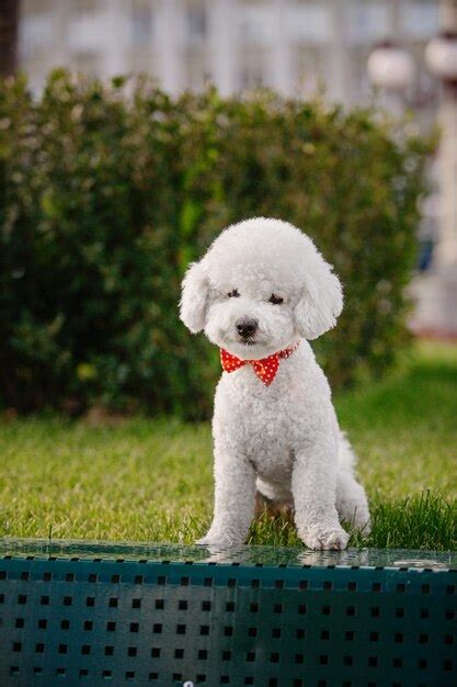 Um Poodle Branco Uma Gravata Borboleta Vermelha Senta Se Em Um