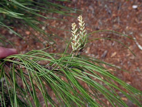 Pinus Clausa Pinaceae Image 109023 At PhytoImages Siu Edu