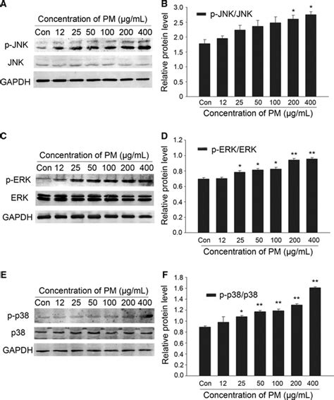 Effects Of Pm On The Activation Of P38jnkerk Mapk Pathways C6 Glioma