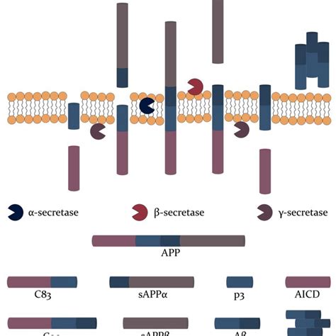 The formation of neurofibrillary tangles through the process of tau ...