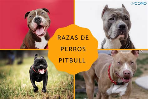 Cuantas Razas De Perros Conoces