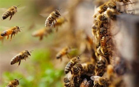 Dicas de segurança Como agir em ataques de abelhas É Notícia