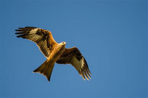 Rotmilan Milvus Milvus Red Kite Über Wasenberg Hessen Flickr