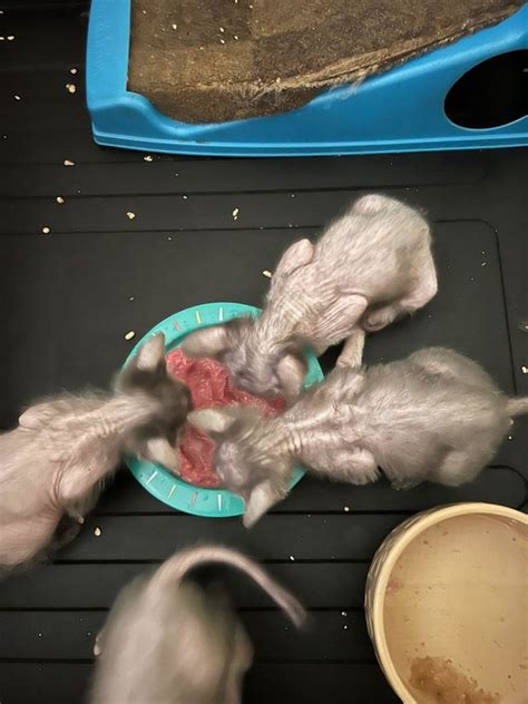 Lykoi Babies Update Shalnavazz Sphynx And Lykoi Cats