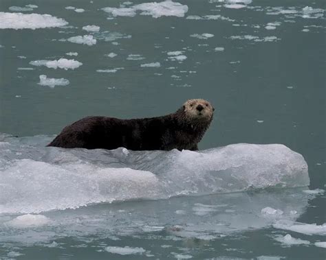 Sea Otter | Mammals Wiki | Fandom