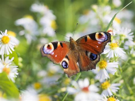 Butterfly Stock Photo Image Of Elytron Blossom Farina 79036514