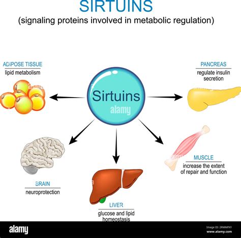 Sirtuinas y terapia antienvejecimiento La sirtuina es una proteína de