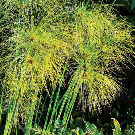 Cyperus papyrus Seeds | Cyperus papyrus, Papyrus, Aquatic plants