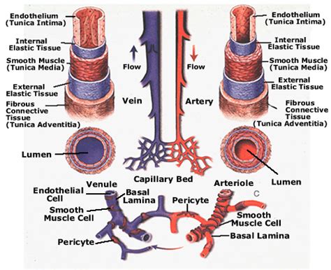 Human Cardiovascular System