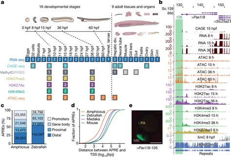 Functional Genome Annotation Of Amphioxus A Summary Of The 94 Download Scientific Diagram