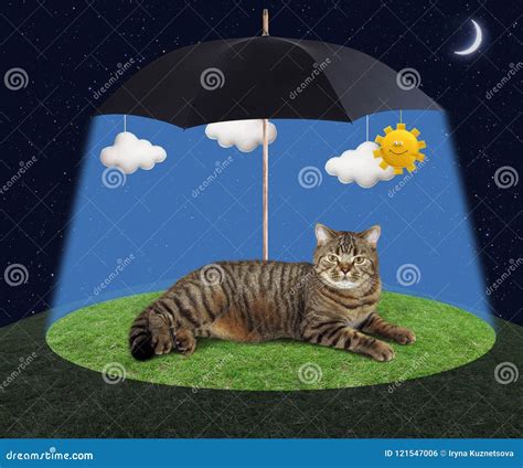 Cat Under A Umbrella Stock Photo Image Of Night Rest 121547006