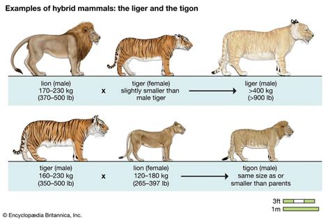 Liger VS Tigon : coolguides