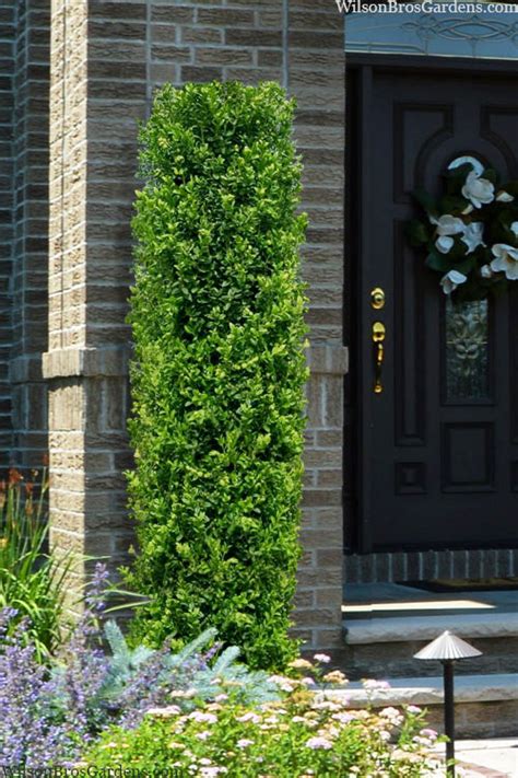 Buy Green Pillar Boxwood Free Shipping Wilson Bros Gardens 1