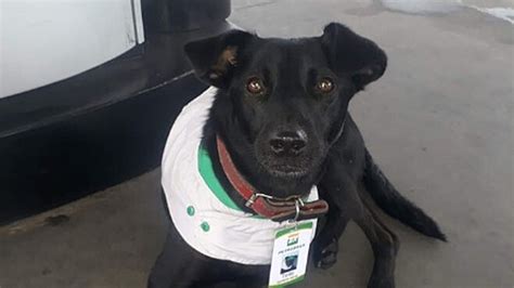 Cão funcionário de posto de gasolina faz sucesso e ganha cartaz para