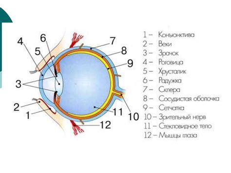 Органы чувств человека. Анализаторы - online presentation