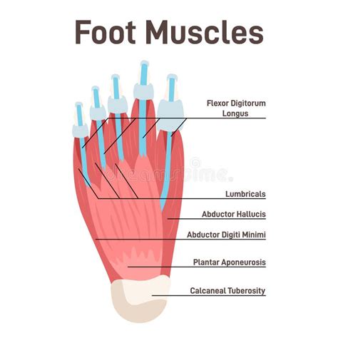 Human Leg Anatomy Tendons Achilles Tendon Bodeniwasues