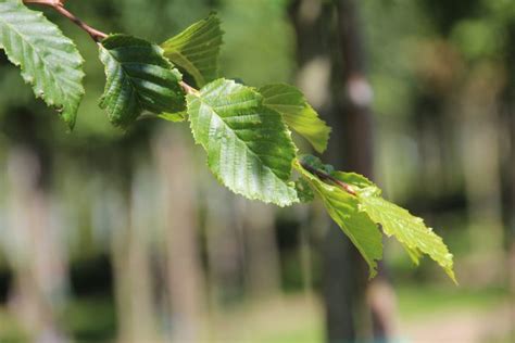 Carpinus Betulus Frans Fontaine Upright Hornbeam Nature First