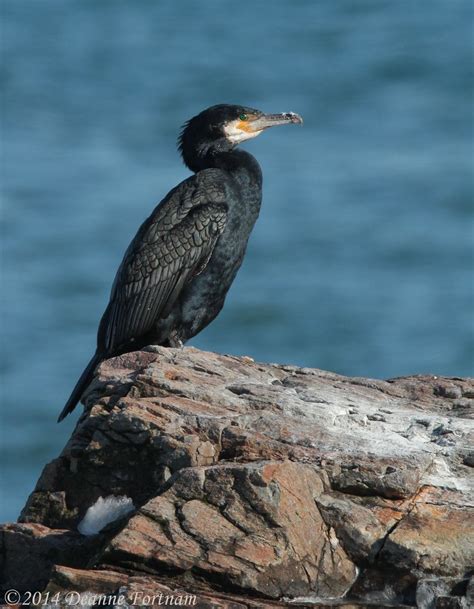 Great Cormorant Flickr