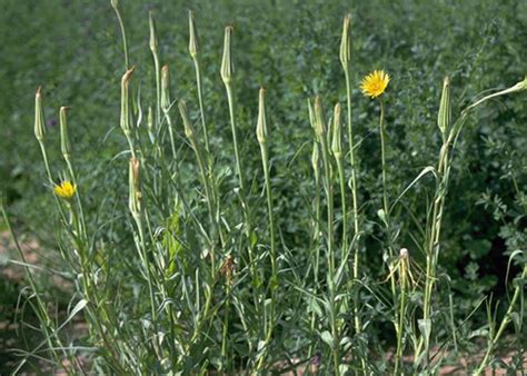 Western Salsify Usu