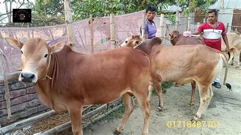 ২২১১২৩ আজগর ডেইরি এন্ড এগ্রো ফার্মের দেশাল জাতের খামার উপযোগী