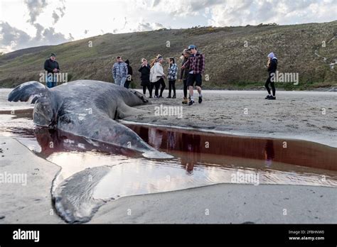 Dead Shark Beach Hi Res Stock Photography And Images Alamy