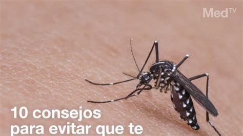 Recursos Caseros Contra Los Mosquitos