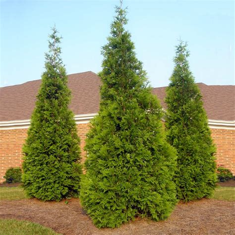 Thuja Green Giant Evergreen Trees For Sale