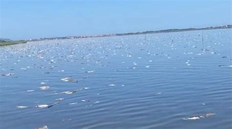 La Laguna Di Orbetello E Il Viaggio Lungo La Distesa Di Pesci Morti