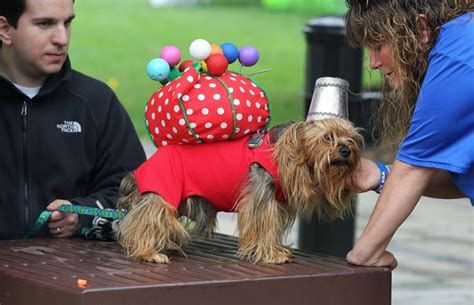 Pets Get Their Turn To Parade Through Palatine Pet Parade Palatine