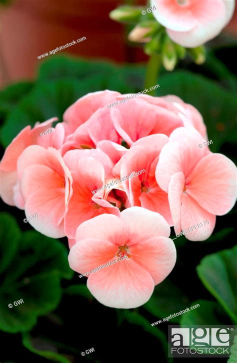 Pelargonium Bullseye Salmon Stock Photo Picture And Rights Managed