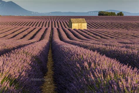 Blooming Lavender Lavandula Angustifolia With Stone