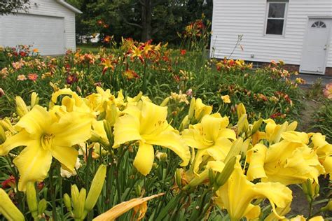 Lewis Daylily Garden Great Landscaping Daylilies