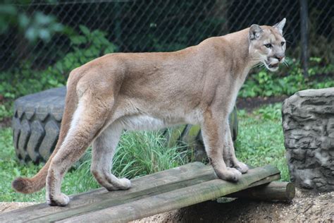 Cougar | Chattanooga Zoo