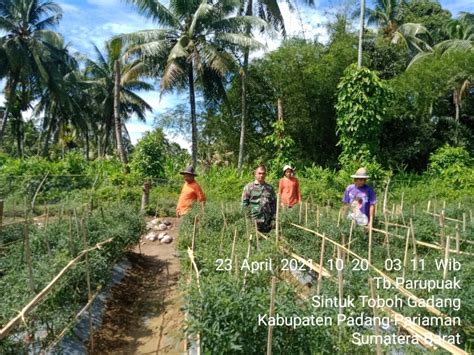 Demi Mendukung Program Pemerintah Babinsa Sertu Yumahdi Dampingi Petani