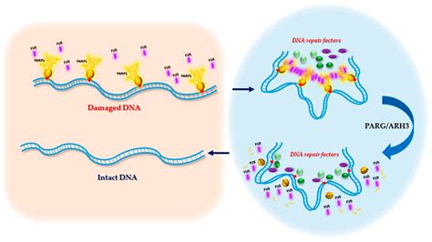 Ijms Free Full Text Fused In Sarcoma Fus In Dna Repair Tango