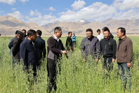 我院专家赴塔什库尔干塔吉克自治县开展高寒山区饲草种植测产工作 新疆畜牧科学院