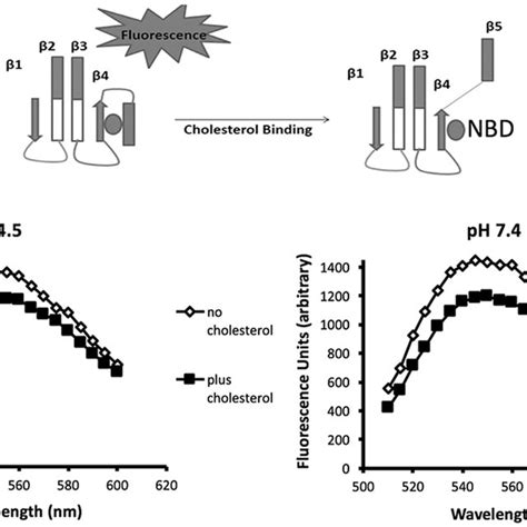 Fluorescent Detection Of INY Oligomerization At Acidic And Neutral PH