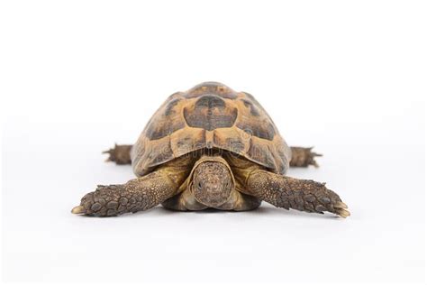 Land Turtle Stock Image - Image: 21566401