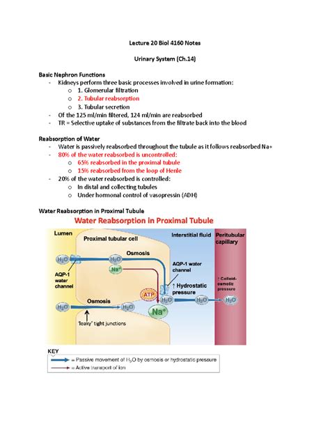 Lecture 20 Biol 4160 Notes Lecture 20 Biol 4160 Notes Urinary System