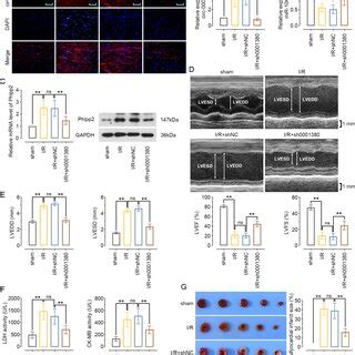 Characterization Of Circ 0001380 As A Circular RNA In Myocardial Cells